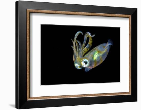 Bigfin Squid (Sepioteuthis Lessoniana) Hovering in Mid Water at Night-Alex Mustard-Framed Photographic Print
