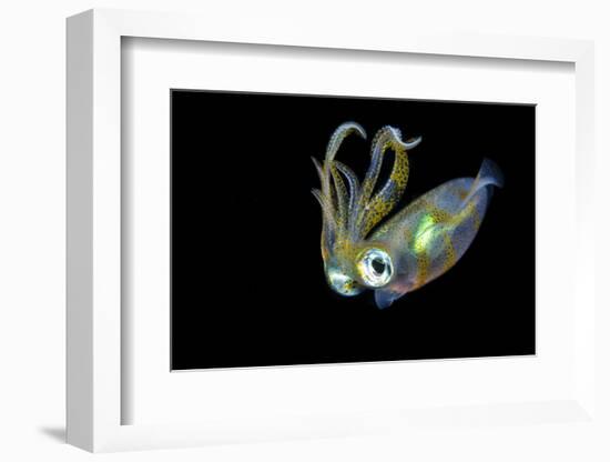 Bigfin Squid (Sepioteuthis Lessoniana) Hovering in Mid Water at Night-Alex Mustard-Framed Photographic Print