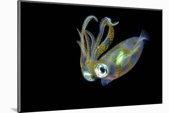 Bigfin Squid (Sepioteuthis Lessoniana) Hovering in Mid Water at Night-Alex Mustard-Mounted Photographic Print