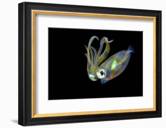 Bigfin Squid (Sepioteuthis Lessoniana) Hovering in Mid Water at Night-Alex Mustard-Framed Photographic Print