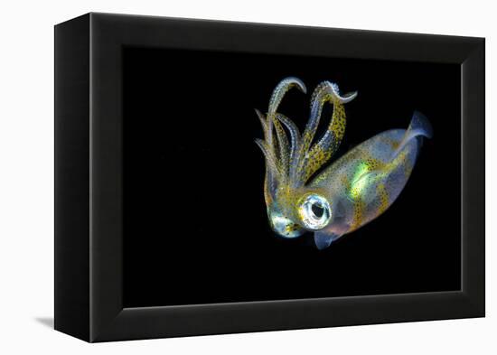 Bigfin Squid (Sepioteuthis Lessoniana) Hovering in Mid Water at Night-Alex Mustard-Framed Premier Image Canvas