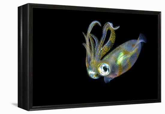 Bigfin Squid (Sepioteuthis Lessoniana) Hovering in Mid Water at Night-Alex Mustard-Framed Premier Image Canvas