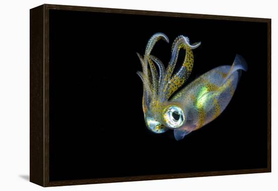 Bigfin Squid (Sepioteuthis Lessoniana) Hovering in Mid Water at Night-Alex Mustard-Framed Premier Image Canvas
