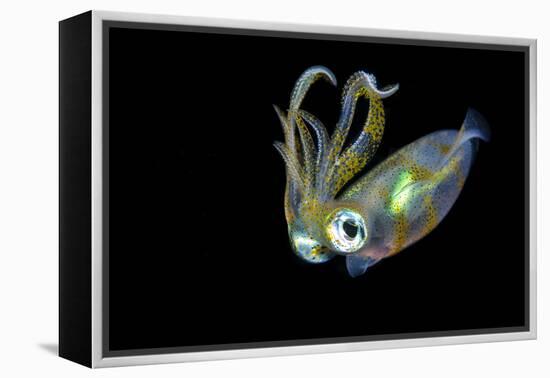 Bigfin Squid (Sepioteuthis Lessoniana) Hovering in Mid Water at Night-Alex Mustard-Framed Premier Image Canvas