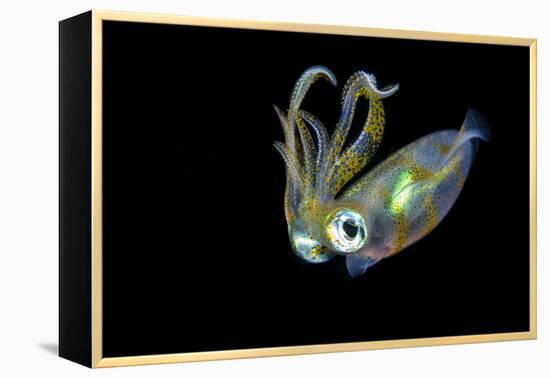 Bigfin Squid (Sepioteuthis Lessoniana) Hovering in Mid Water at Night-Alex Mustard-Framed Premier Image Canvas