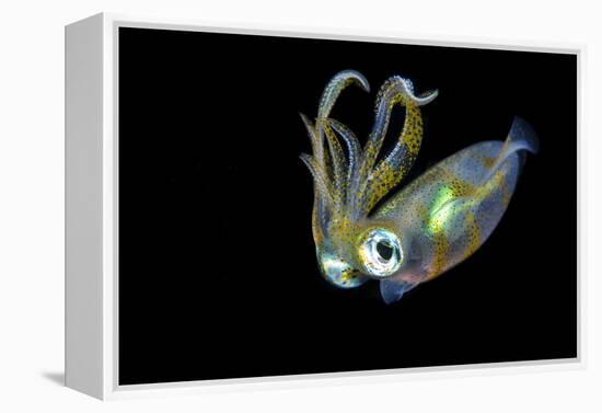 Bigfin Squid (Sepioteuthis Lessoniana) Hovering in Mid Water at Night-Alex Mustard-Framed Premier Image Canvas