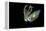 Bigfin Squid (Sepioteuthis Lessoniana) Hovering in Mid Water at Night-Alex Mustard-Framed Premier Image Canvas