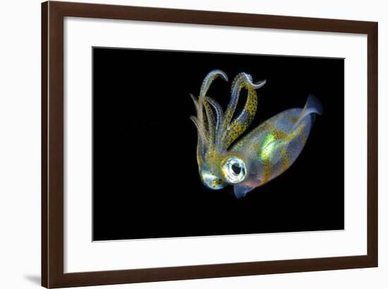 Bigfin Squid (Sepioteuthis Lessoniana) Hovering in Mid Water at Night-Alex Mustard-Framed Photographic Print