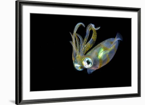 Bigfin Squid (Sepioteuthis Lessoniana) Hovering in Mid Water at Night-Alex Mustard-Framed Photographic Print