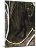 Bigfoot-Christian Darkin-Mounted Photographic Print