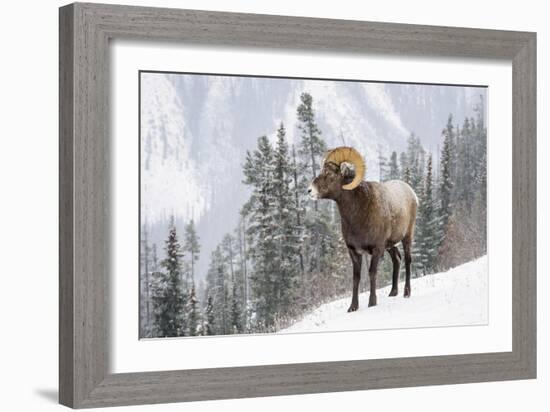 Bighorn in Snow-Michael Blanchette-Framed Giclee Print