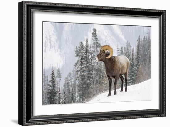 Bighorn in Snow-Michael Blanchette-Framed Giclee Print