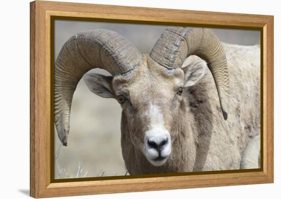 Bighorn Ram, Bighorn Sheep, Yellowstone National Park, Wyoming, USA-Gerry Reynolds-Framed Premier Image Canvas