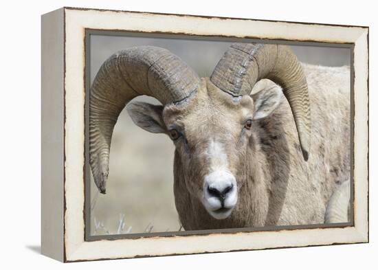 Bighorn Ram, Bighorn Sheep, Yellowstone National Park, Wyoming, USA-Gerry Reynolds-Framed Premier Image Canvas