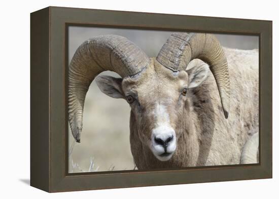 Bighorn Ram, Bighorn Sheep, Yellowstone National Park, Wyoming, USA-Gerry Reynolds-Framed Premier Image Canvas