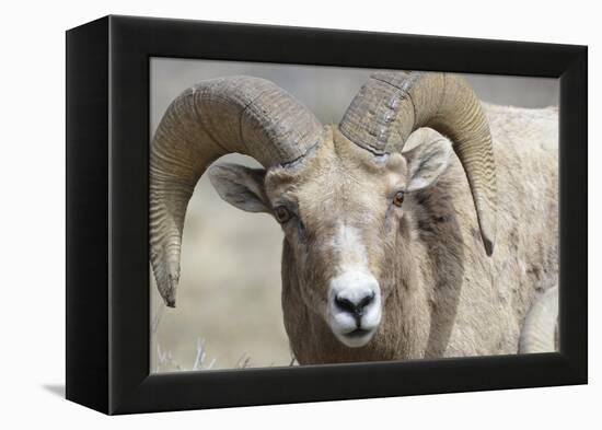 Bighorn Ram, Bighorn Sheep, Yellowstone National Park, Wyoming, USA-Gerry Reynolds-Framed Premier Image Canvas