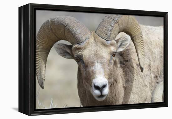 Bighorn Ram, Bighorn Sheep, Yellowstone National Park, Wyoming, USA-Gerry Reynolds-Framed Premier Image Canvas