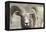 Bighorn Ram, Bighorn Sheep, Yellowstone National Park, Wyoming, USA-Gerry Reynolds-Framed Premier Image Canvas