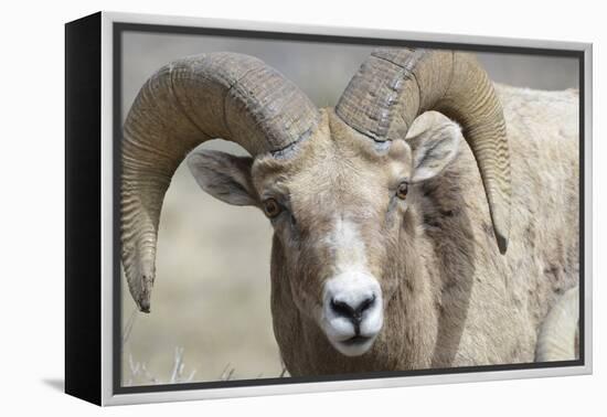 Bighorn Ram, Bighorn Sheep, Yellowstone National Park, Wyoming, USA-Gerry Reynolds-Framed Premier Image Canvas