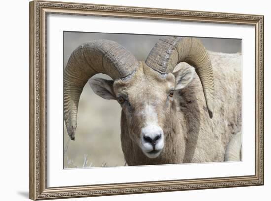 Bighorn Ram, Bighorn Sheep, Yellowstone National Park, Wyoming, USA-Gerry Reynolds-Framed Photographic Print