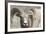 Bighorn Ram, Bighorn Sheep, Yellowstone National Park, Wyoming, USA-Gerry Reynolds-Framed Photographic Print