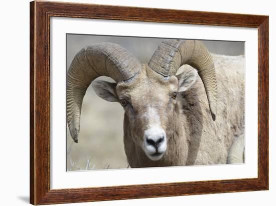 Bighorn Ram, Bighorn Sheep, Yellowstone National Park, Wyoming, USA-Gerry Reynolds-Framed Photographic Print