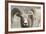 Bighorn Ram, Bighorn Sheep, Yellowstone National Park, Wyoming, USA-Gerry Reynolds-Framed Photographic Print