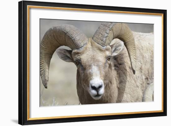 Bighorn Ram, Bighorn Sheep, Yellowstone National Park, Wyoming, USA-Gerry Reynolds-Framed Photographic Print