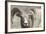 Bighorn Ram, Bighorn Sheep, Yellowstone National Park, Wyoming, USA-Gerry Reynolds-Framed Photographic Print