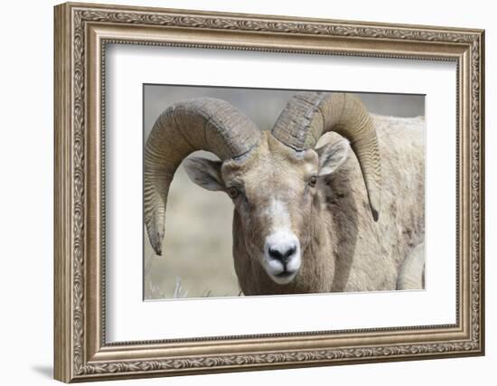 Bighorn Ram, Bighorn Sheep, Yellowstone National Park, Wyoming, USA-Gerry Reynolds-Framed Photographic Print