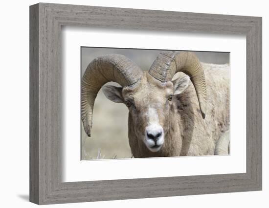 Bighorn Ram, Bighorn Sheep, Yellowstone National Park, Wyoming, USA-Gerry Reynolds-Framed Photographic Print