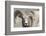 Bighorn Ram, Bighorn Sheep, Yellowstone National Park, Wyoming, USA-Gerry Reynolds-Framed Photographic Print