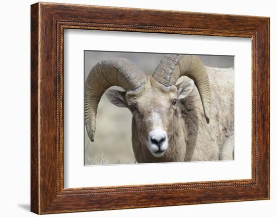 Bighorn Ram, Bighorn Sheep, Yellowstone National Park, Wyoming, USA-Gerry Reynolds-Framed Photographic Print