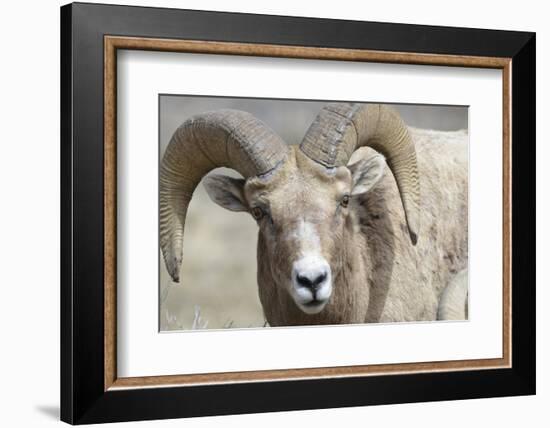 Bighorn Ram, Bighorn Sheep, Yellowstone National Park, Wyoming, USA-Gerry Reynolds-Framed Photographic Print