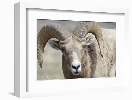 Bighorn Ram, Bighorn Sheep, Yellowstone National Park, Wyoming, USA-Gerry Reynolds-Framed Photographic Print