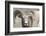 Bighorn Ram, Bighorn Sheep, Yellowstone National Park, Wyoming, USA-Gerry Reynolds-Framed Photographic Print