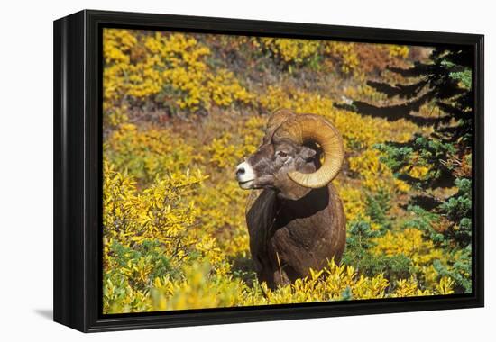 Bighorn ram on Wilcox Ridge, Jasper National Park, Alberta, Canada.-Russ Bishop-Framed Premier Image Canvas