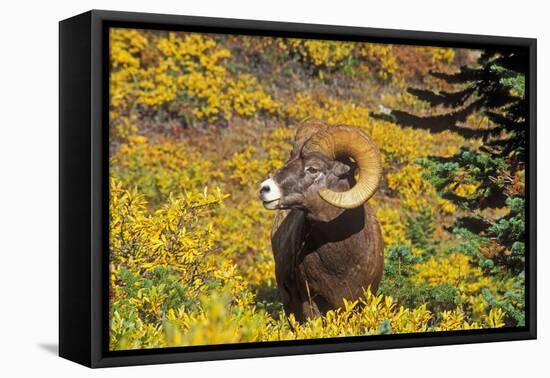 Bighorn ram on Wilcox Ridge, Jasper National Park, Alberta, Canada.-Russ Bishop-Framed Premier Image Canvas