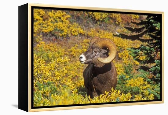 Bighorn ram on Wilcox Ridge, Jasper National Park, Alberta, Canada.-Russ Bishop-Framed Premier Image Canvas