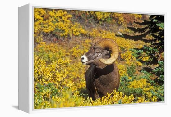 Bighorn ram on Wilcox Ridge, Jasper National Park, Alberta, Canada.-Russ Bishop-Framed Premier Image Canvas