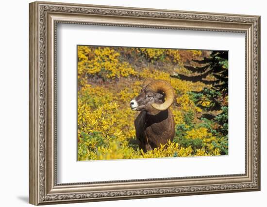 Bighorn ram on Wilcox Ridge, Jasper National Park, Alberta, Canada.-Russ Bishop-Framed Photographic Print