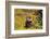 Bighorn ram on Wilcox Ridge, Jasper National Park, Alberta, Canada.-Russ Bishop-Framed Photographic Print