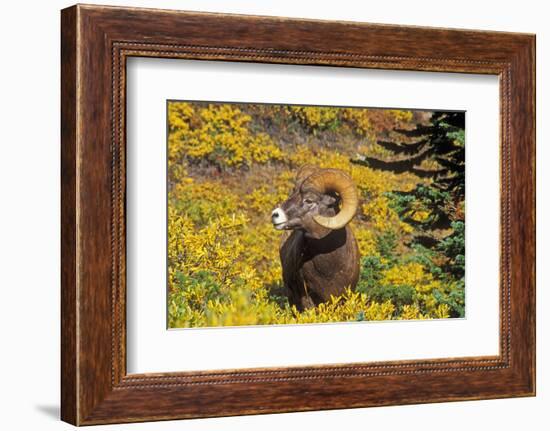 Bighorn ram on Wilcox Ridge, Jasper National Park, Alberta, Canada.-Russ Bishop-Framed Photographic Print