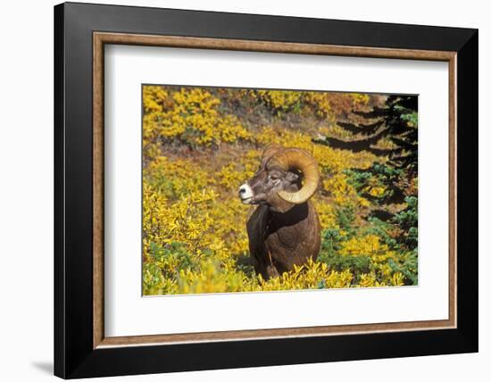 Bighorn ram on Wilcox Ridge, Jasper National Park, Alberta, Canada.-Russ Bishop-Framed Photographic Print