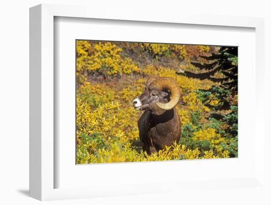 Bighorn ram on Wilcox Ridge, Jasper National Park, Alberta, Canada.-Russ Bishop-Framed Photographic Print