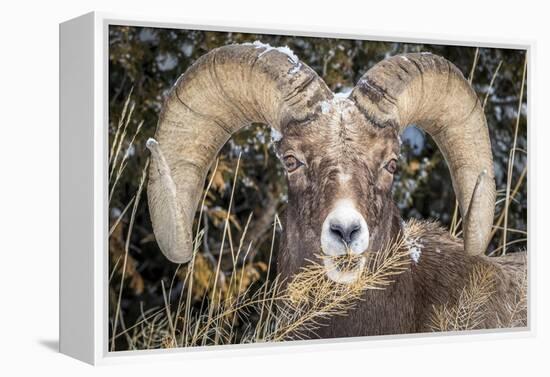 Bighorn Ram Portrait, Wyoming, USA-Art Wolfe Wolfe-Framed Premier Image Canvas