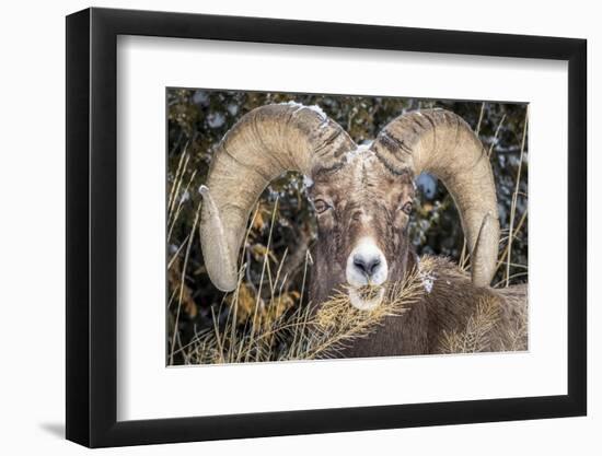 Bighorn Ram Portrait, Wyoming, USA-Art Wolfe Wolfe-Framed Photographic Print