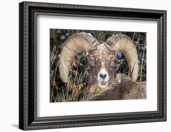 Bighorn Ram Portrait, Wyoming, USA-Art Wolfe Wolfe-Framed Photographic Print