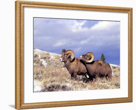 Bighorn Rams on Grassy Slope, Whiskey Mountain, Wyoming, USA-Howie Garber-Framed Photographic Print