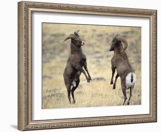 Bighorn Rams, Whiskey Mountain, Wind River Mountains, near Dubois, Wyoming, USA-Howie Garber-Framed Photographic Print